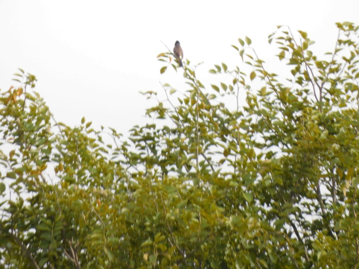 Red-vented Bulbul - ML645637953