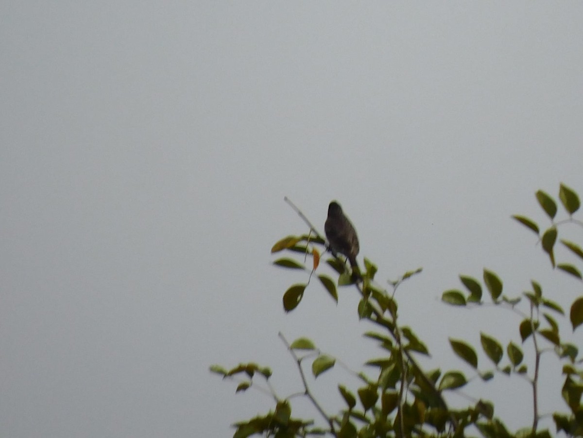 Red-vented Bulbul - ML645637954