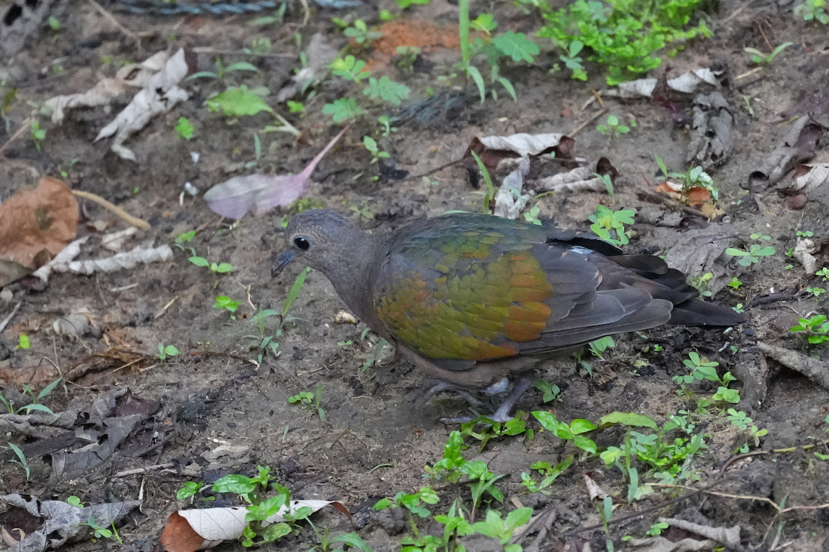 Asian Emerald Dove - ML645637955