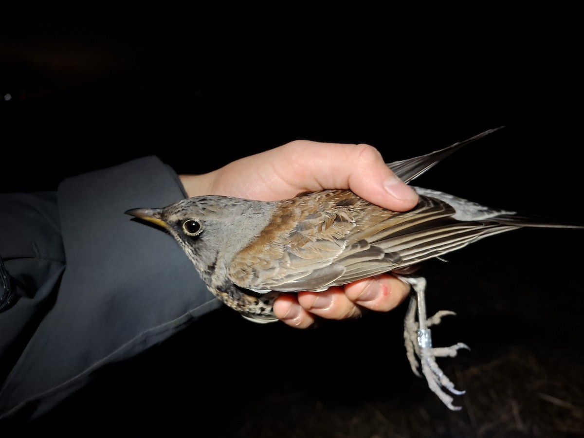 Fieldfare - ML645637956