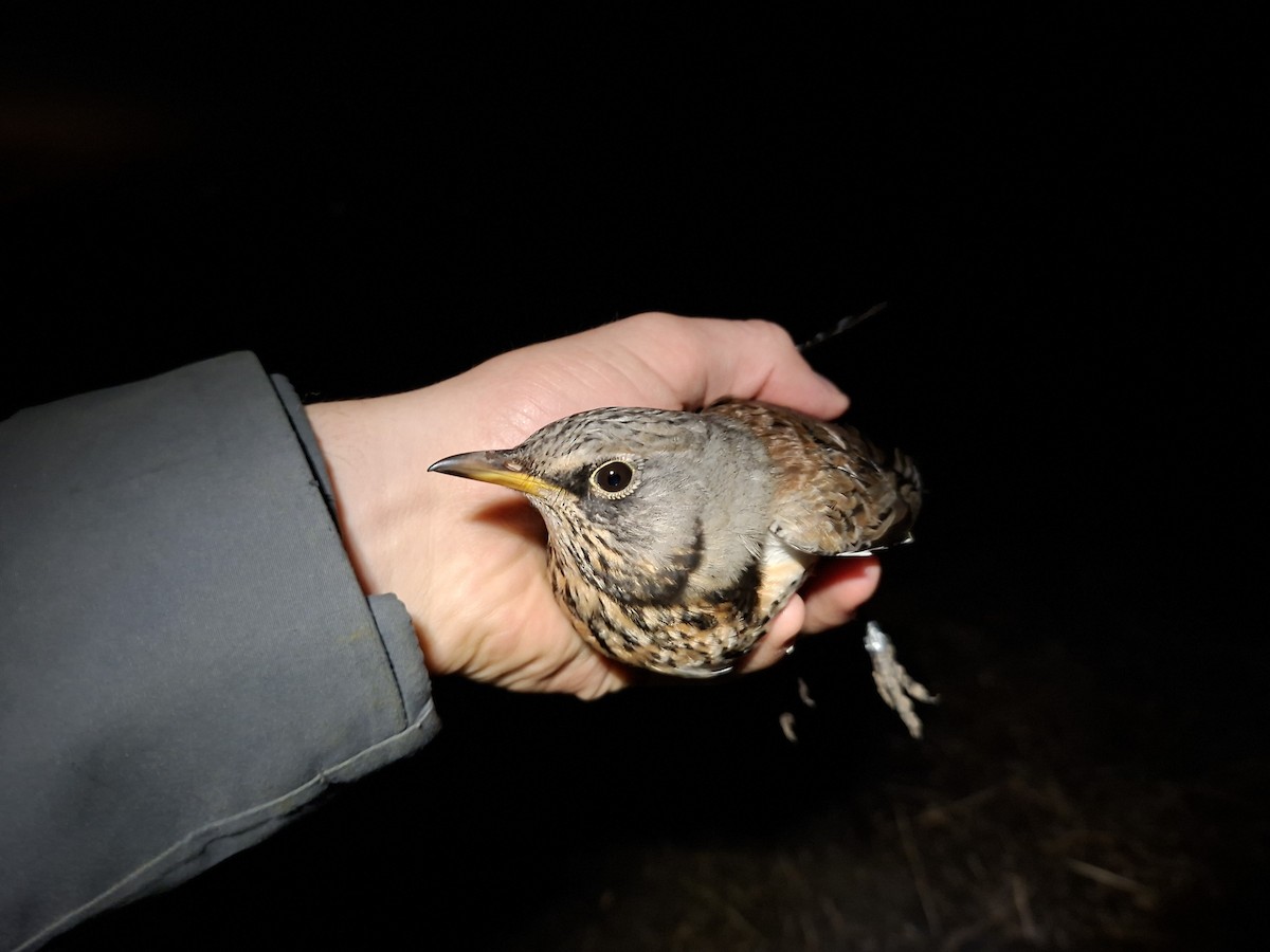 Fieldfare - ML645637958