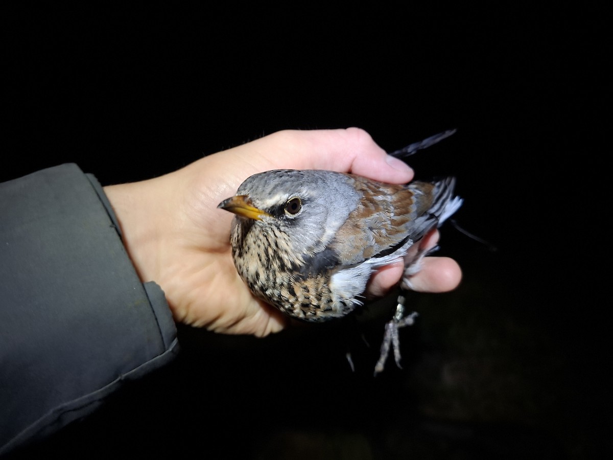 Fieldfare - ML645637960