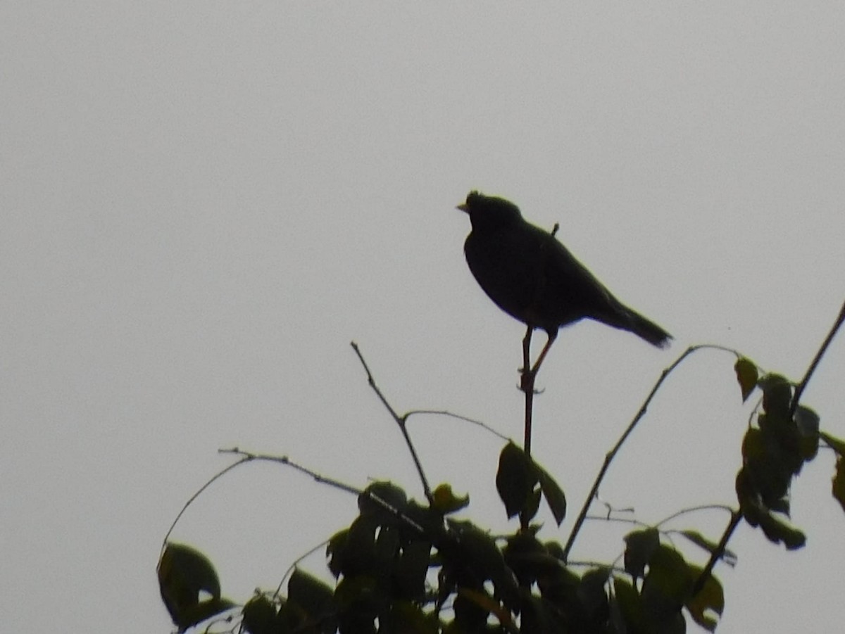 Jungle Myna - ML645637961