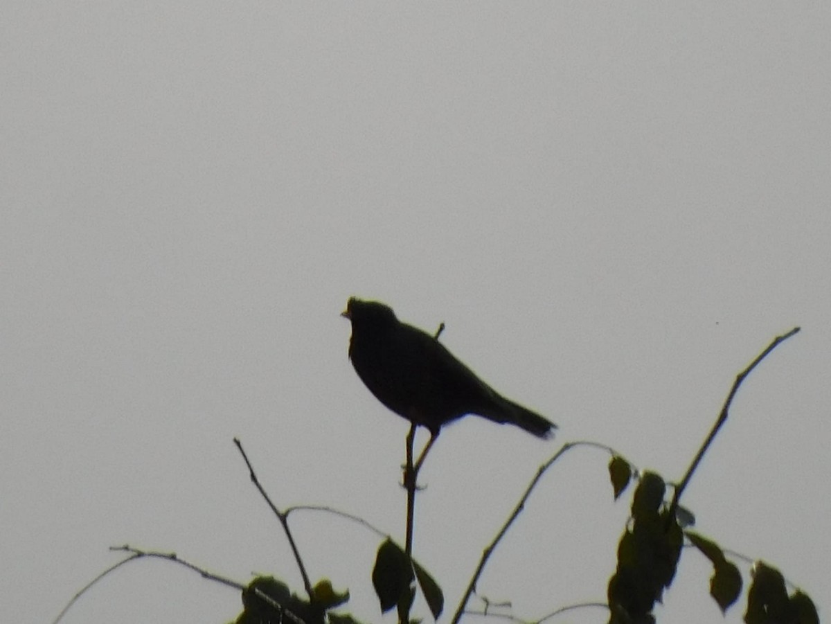 Jungle Myna - ML645637962