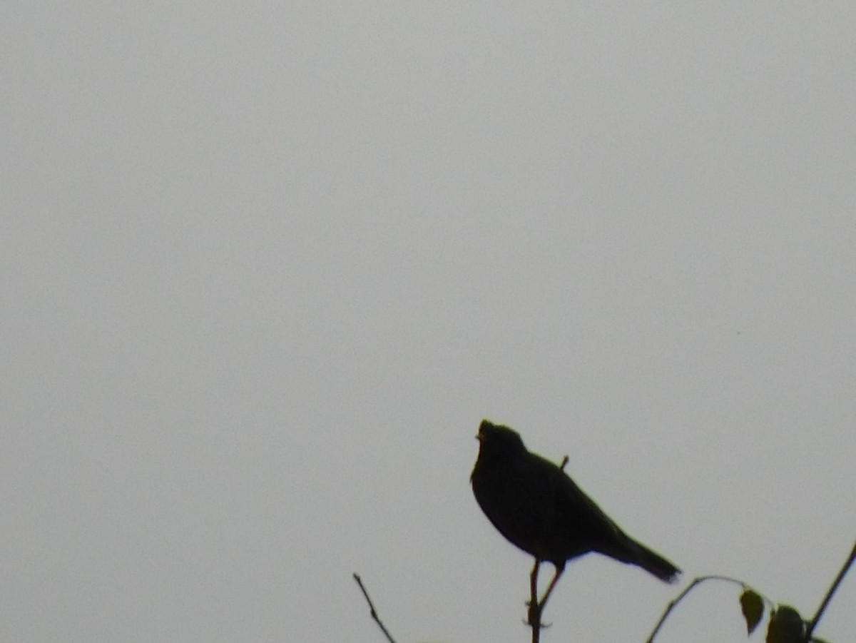 Jungle Myna - ML645637963