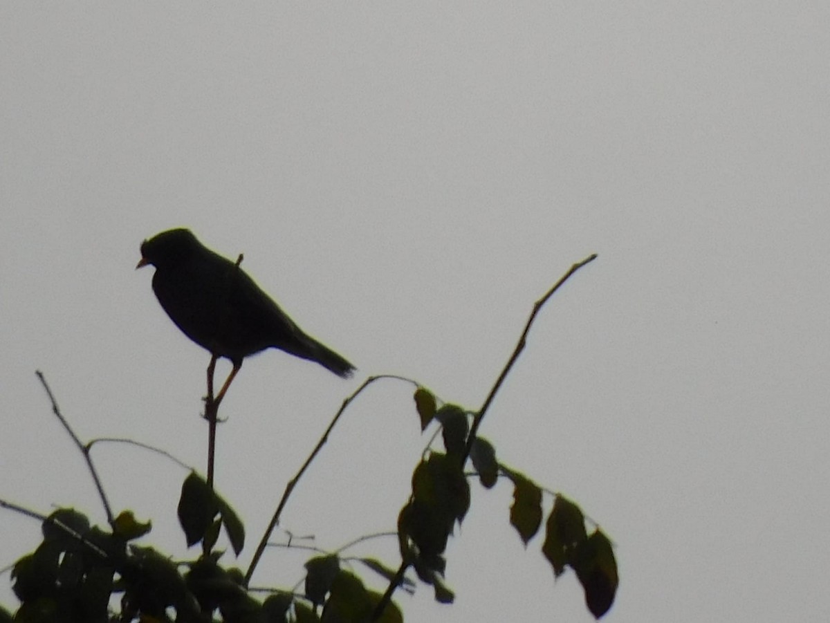 Jungle Myna - ML645637964