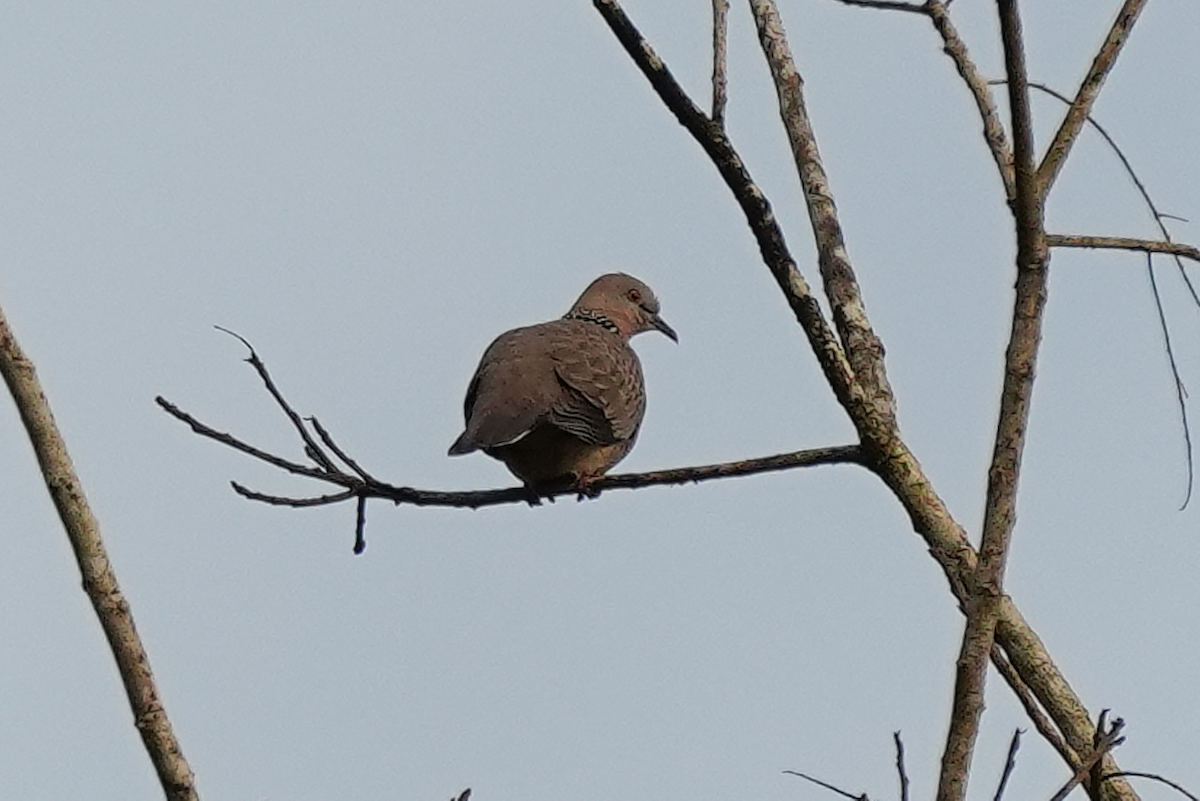 Spotted Dove (Eastern) - ML645637965