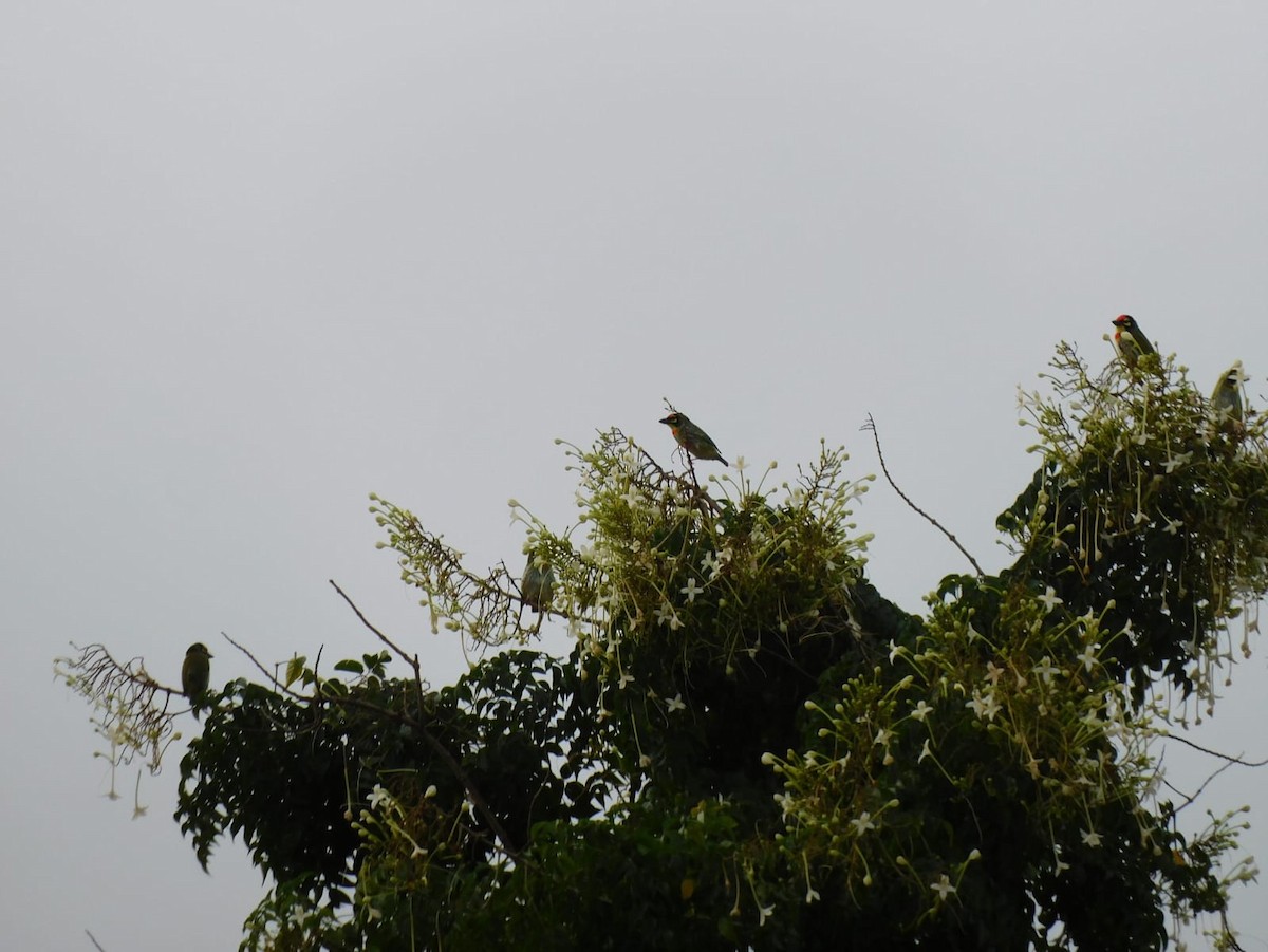 Coppersmith Barbet - ML645637967