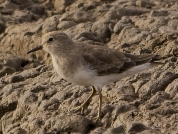 Temminck's Stint - ML645637968