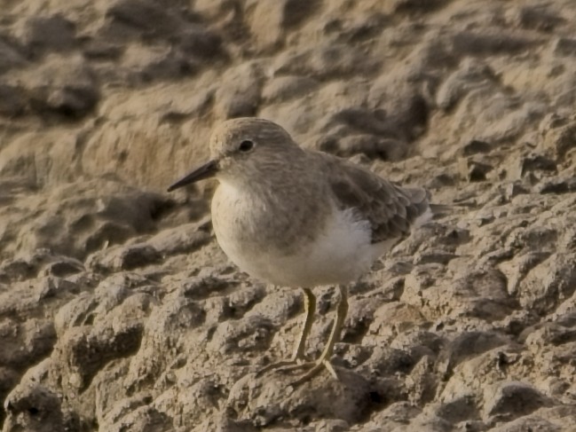 Temminck's Stint - ML645637969
