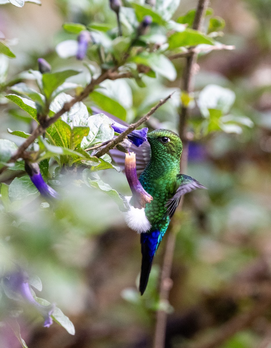 Sapphire-vented Puffleg (Coppery-naped) - ML645637970