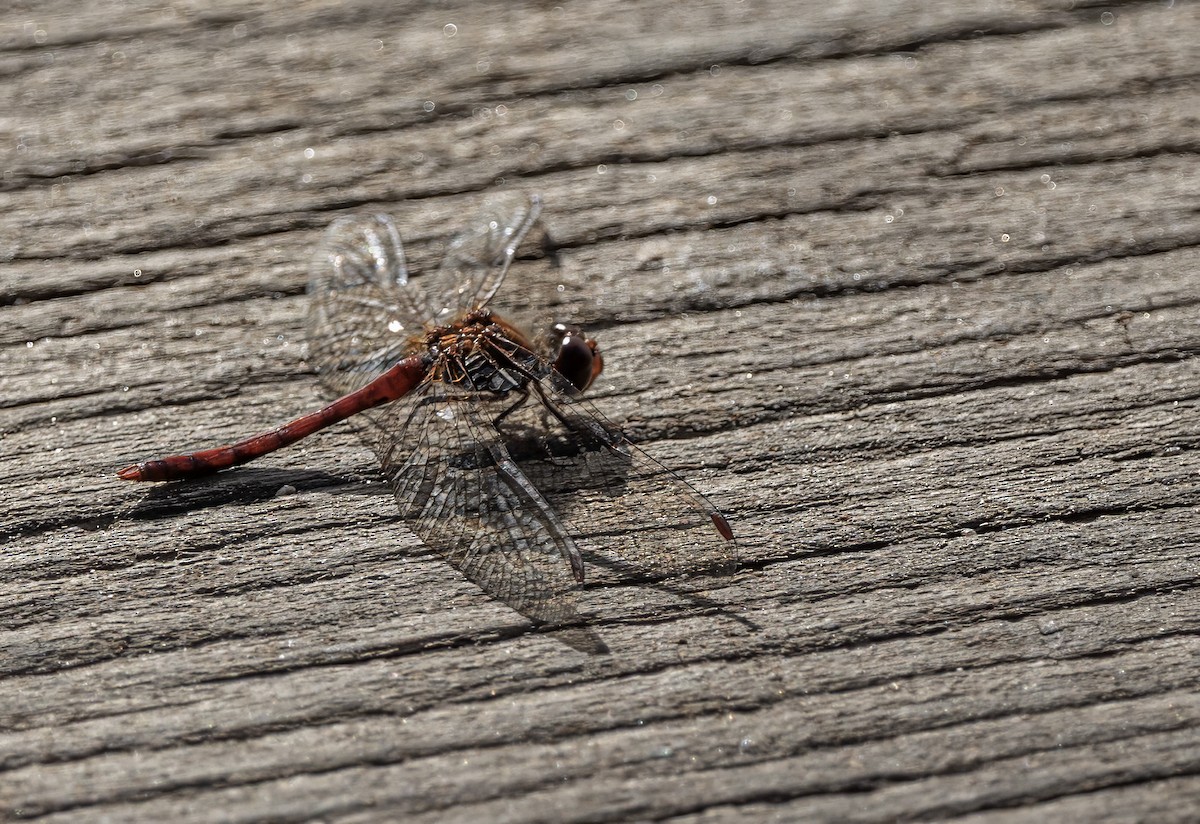 動物界 - ML645637971