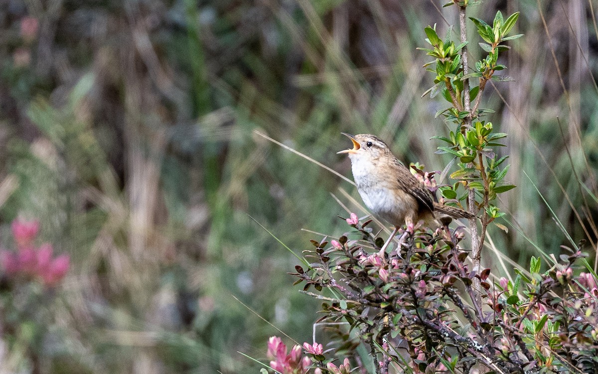 Grass Wren (Puna) - ML645637972
