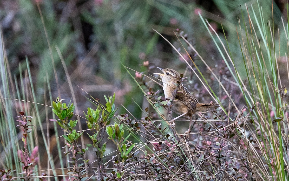 Grass Wren (Puna) - ML645637973