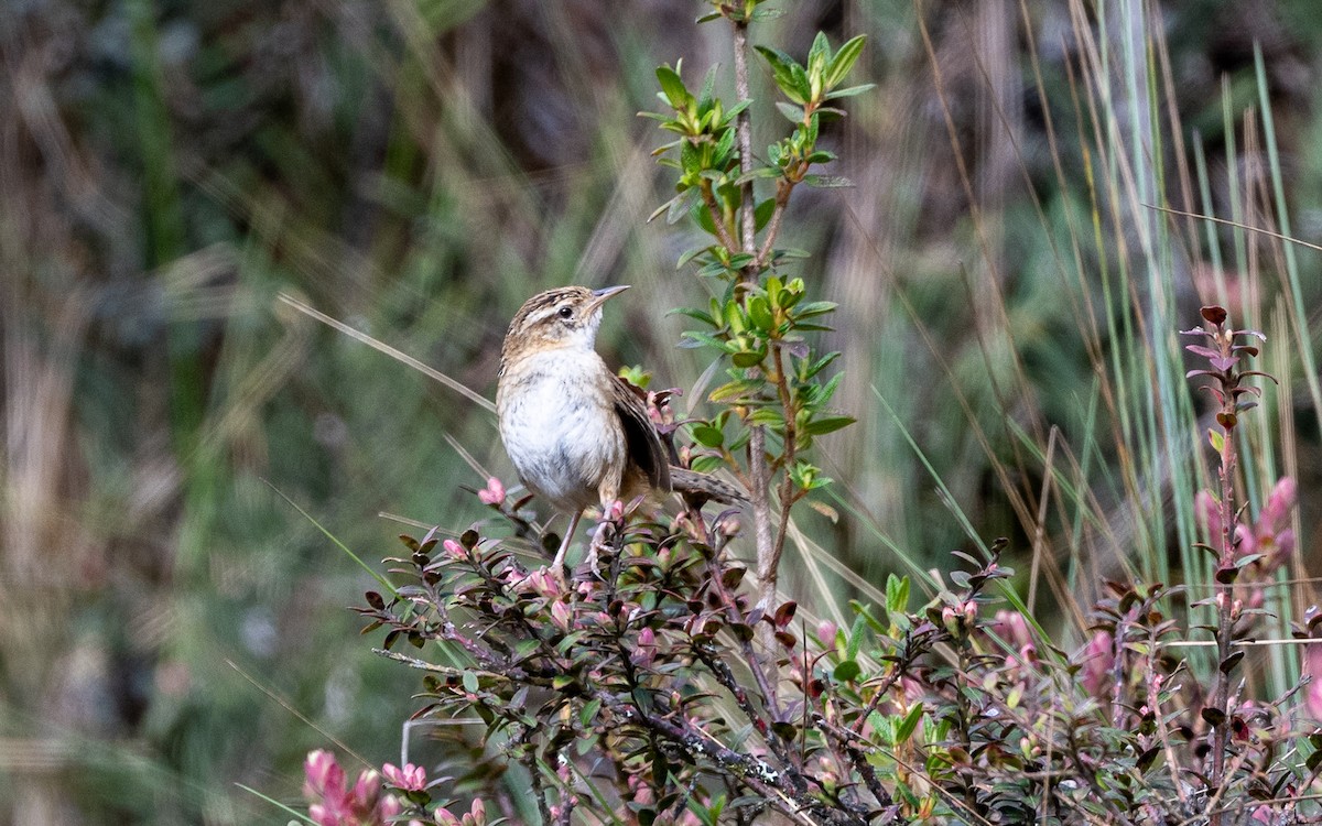 Grass Wren (Puna) - ML645637974