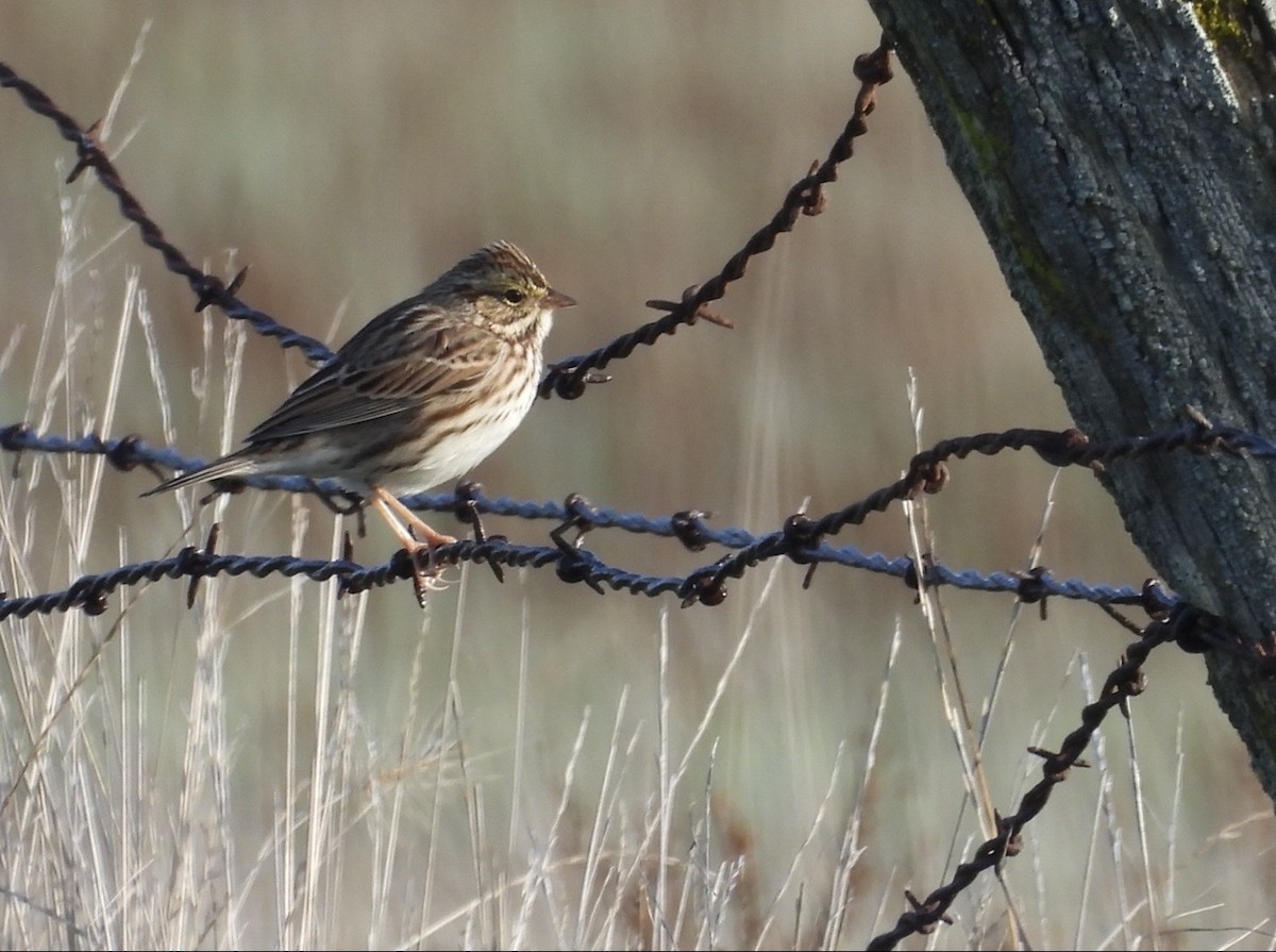 Savannah Sparrow - ML645637975