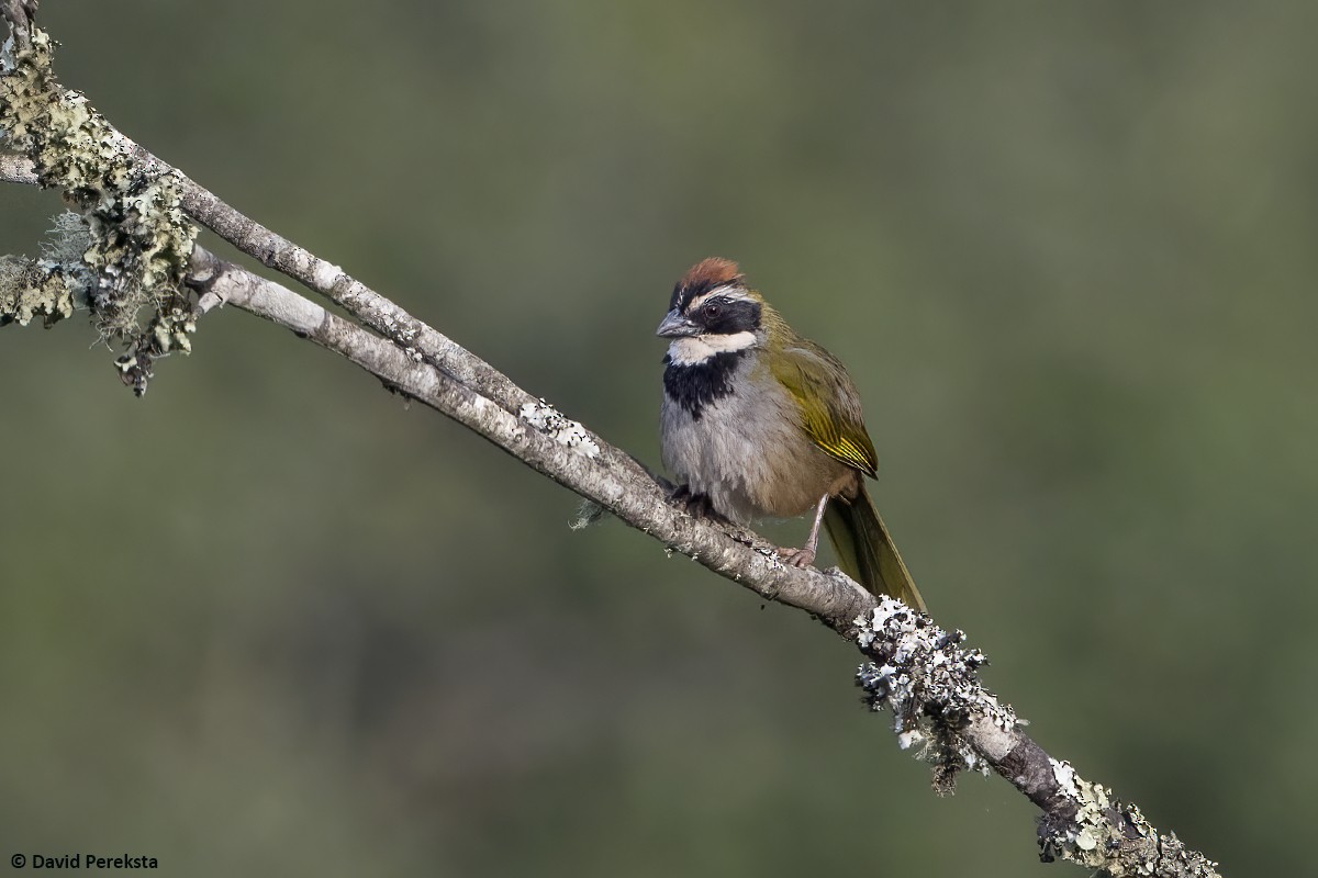 Collared Towhee - ML645637976