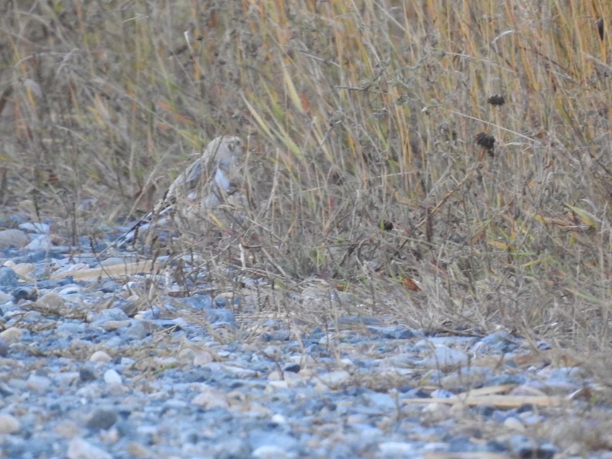 Snow Bunting - ML645637977