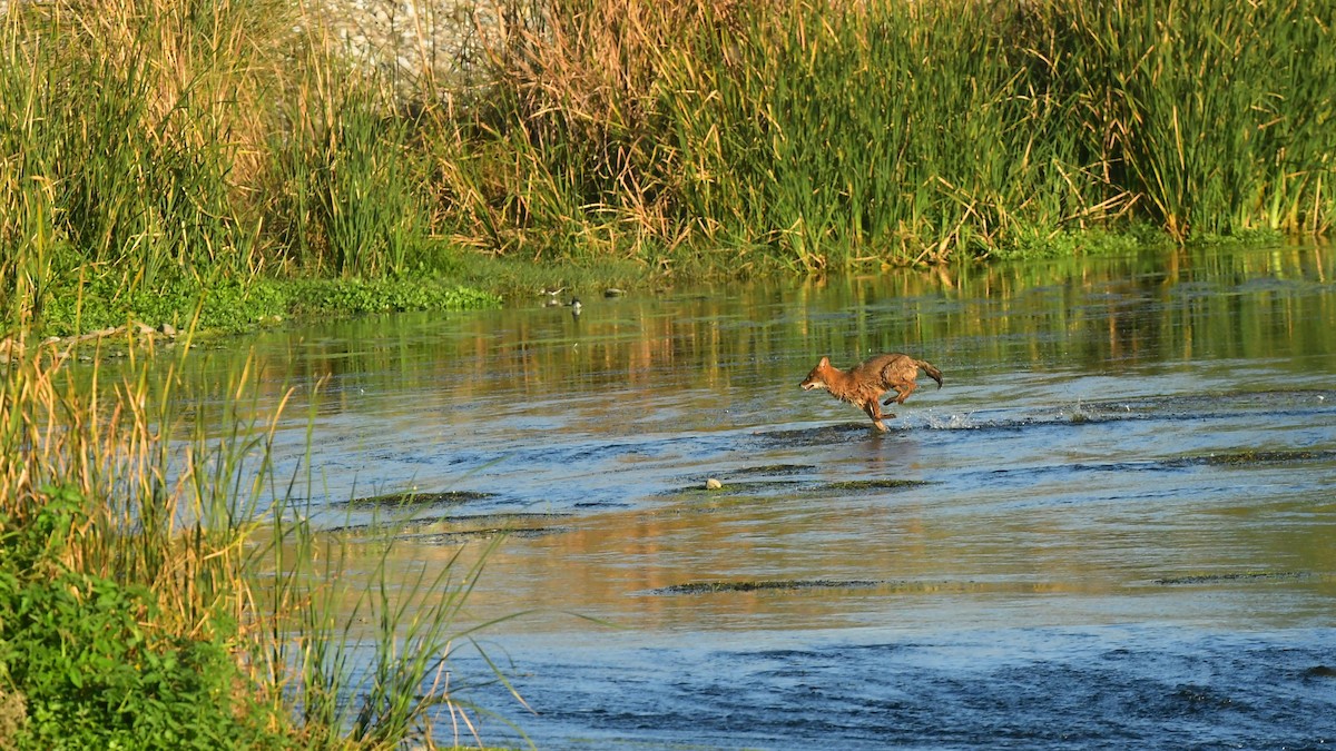 Animals - ML645637978