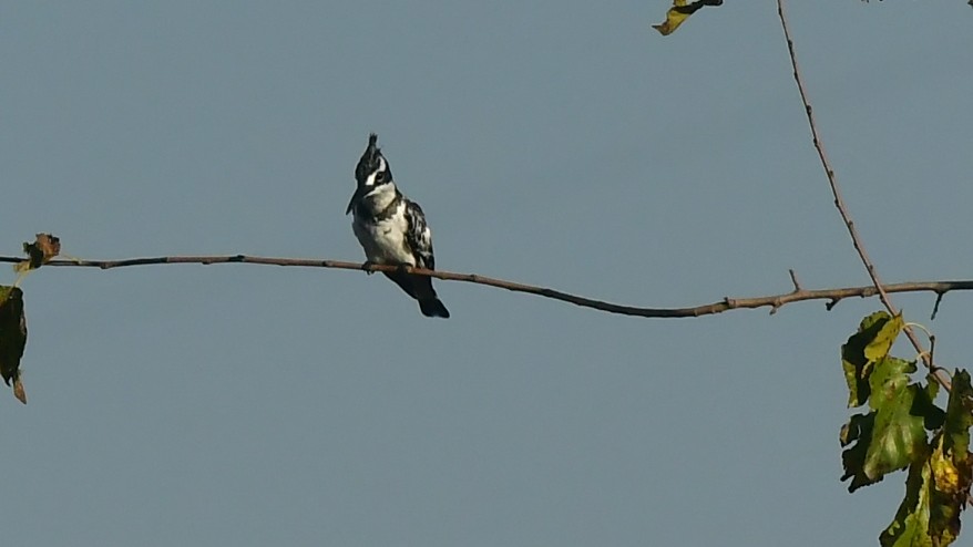 Pied Kingfisher - ML645637988