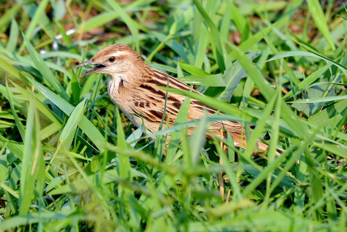 Striated Grassbird - ML645637989
