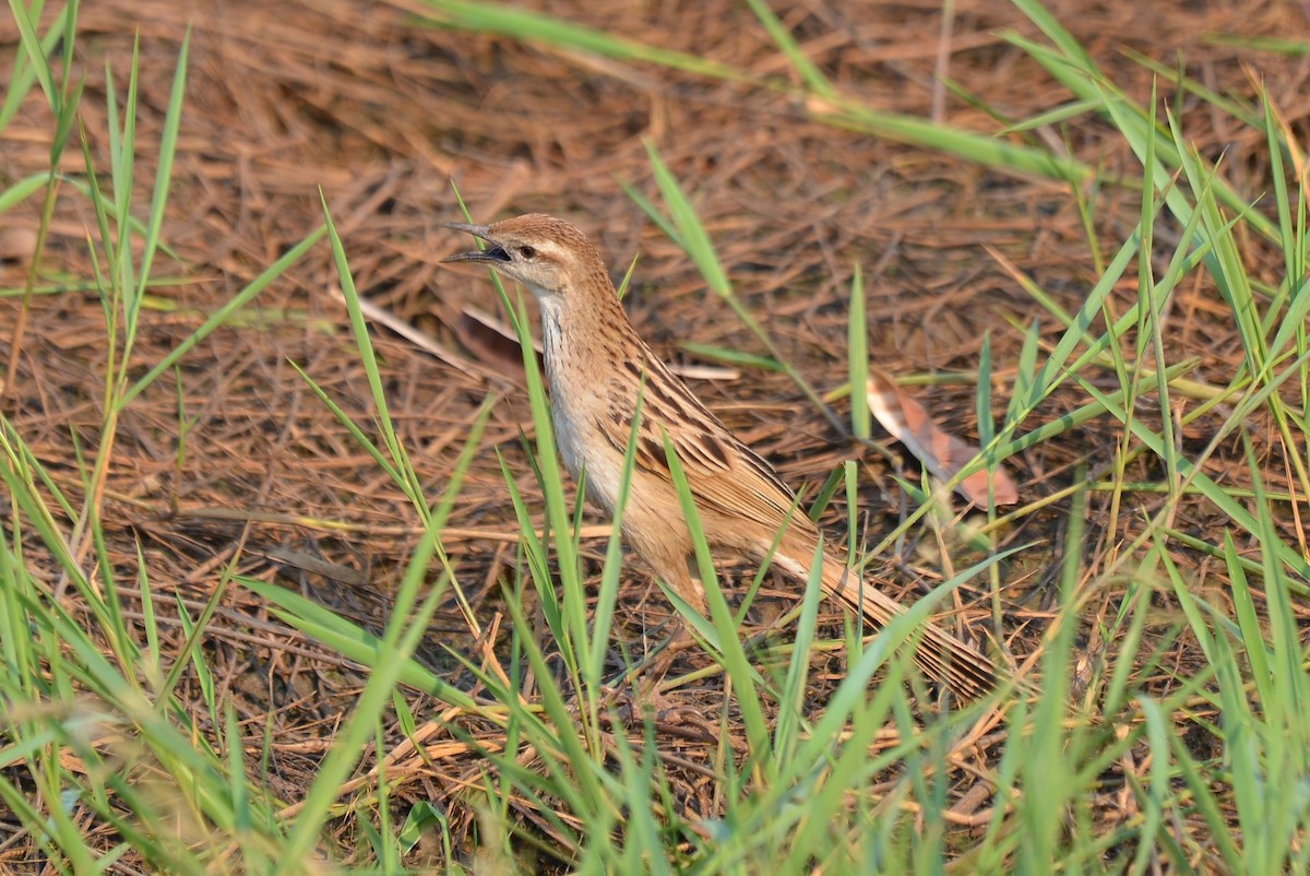 Striated Grassbird - ML645637991