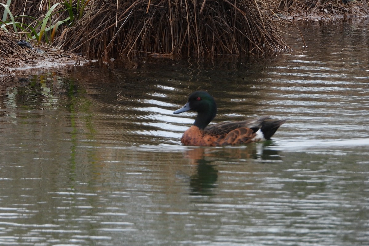 Chestnut Teal - ML645637995
