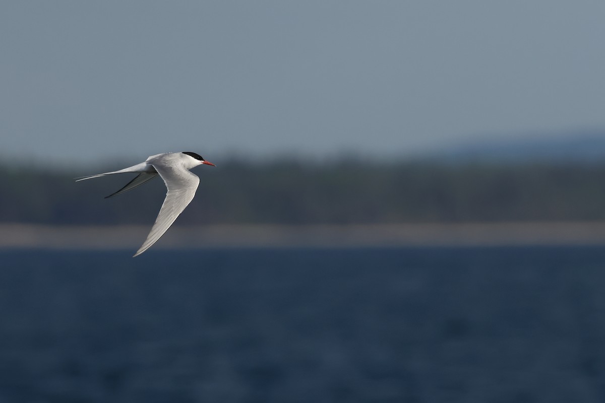 Ipar-txenada - ML645638004