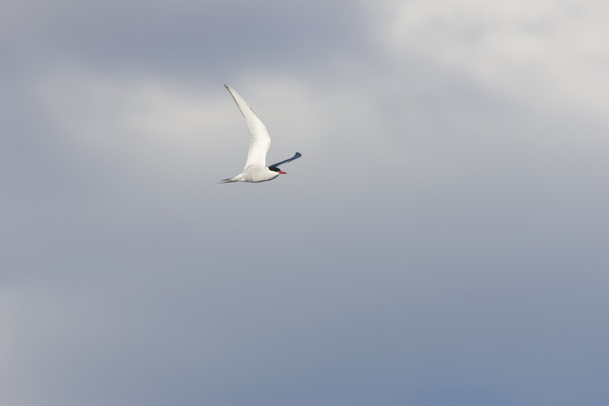 Ipar-txenada - ML645638005