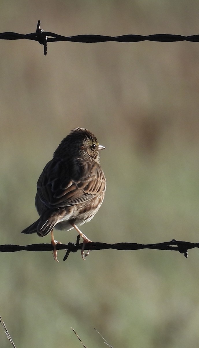 Savannah Sparrow - ML645638010