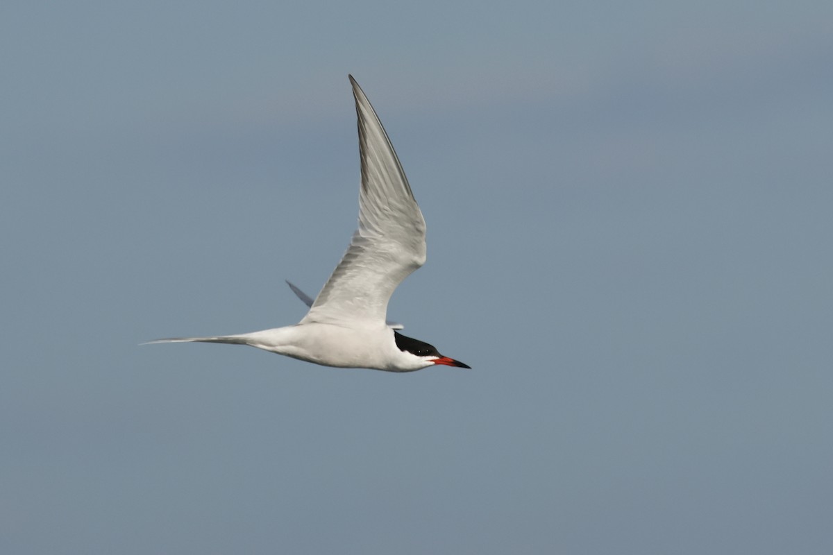 Common Tern - ML645638013