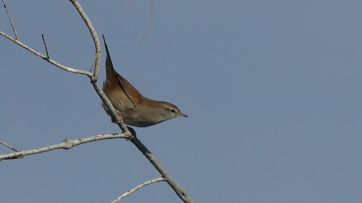 Cetti's Warbler - ML645638015