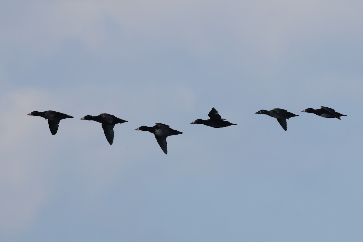 Ahatebeltz kopetazuria - ML645638019