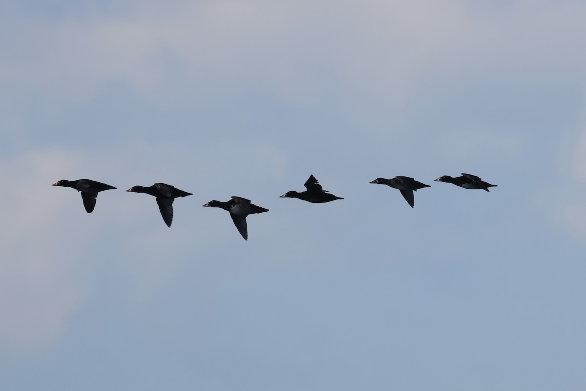 Ahatebeltz kopetazuria - ML645638020