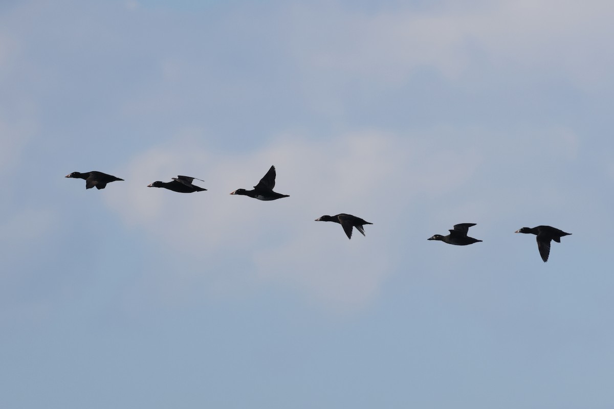 Ahatebeltz kopetazuria - ML645638021