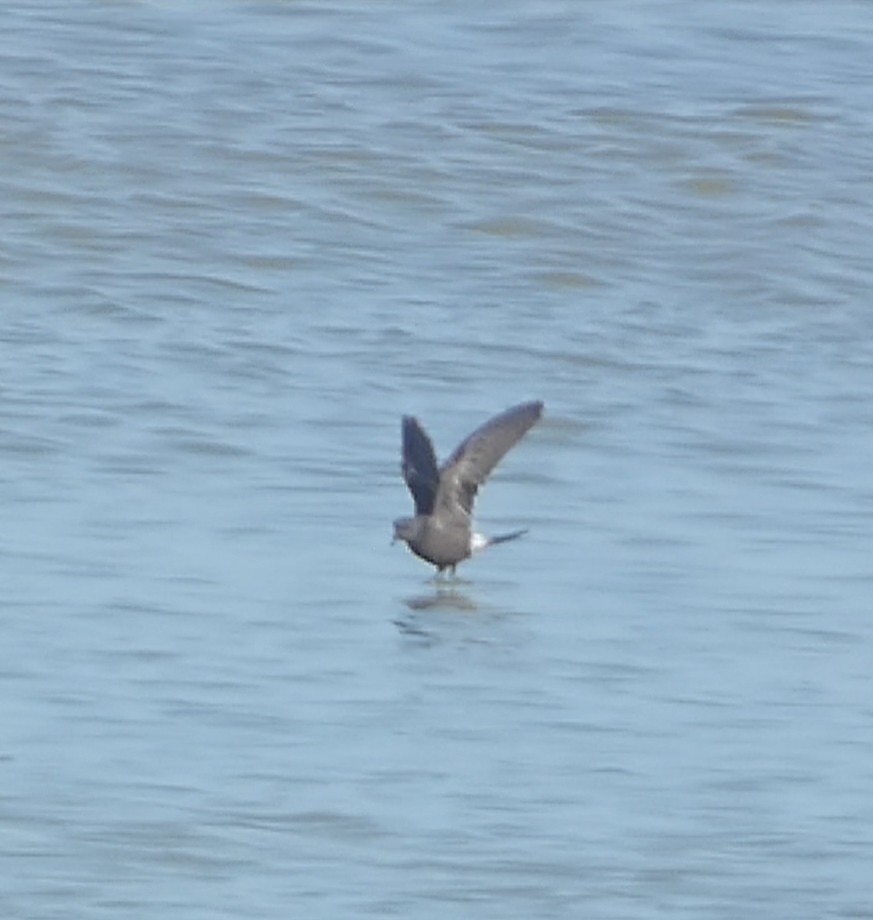 Leach's Storm-Petrel - ML645638025