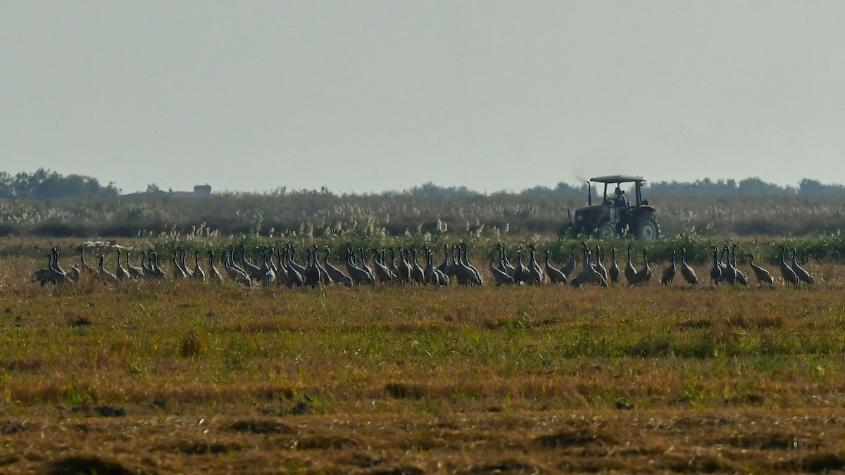Common Crane - ML645638027