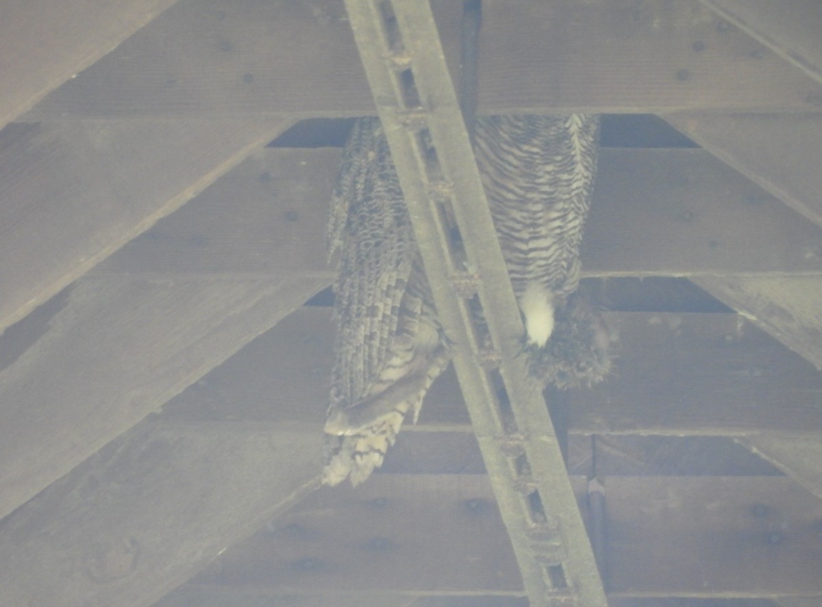 Пугач віргінський - ML645638031