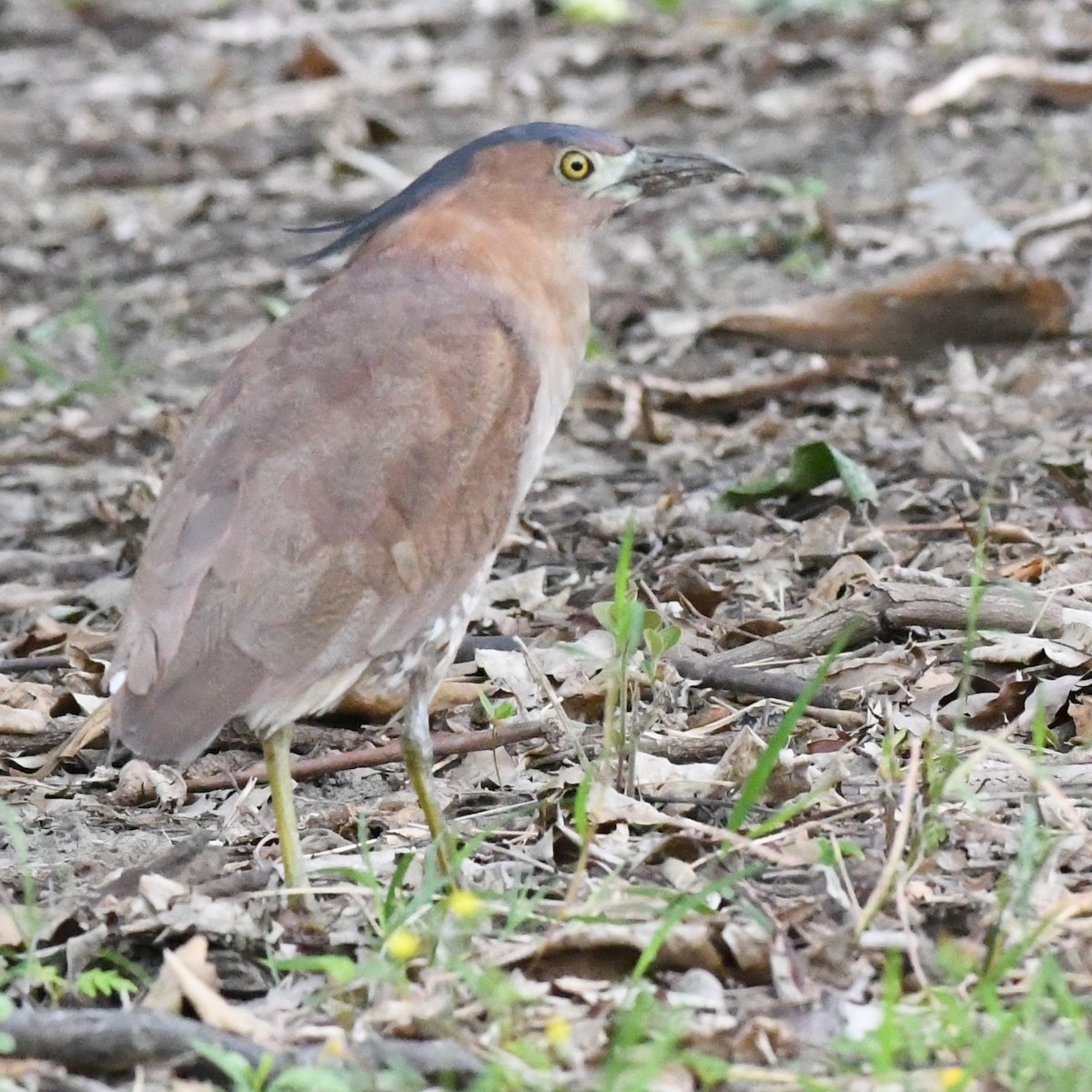 Malay Gece Balıkçılı - ML645638044