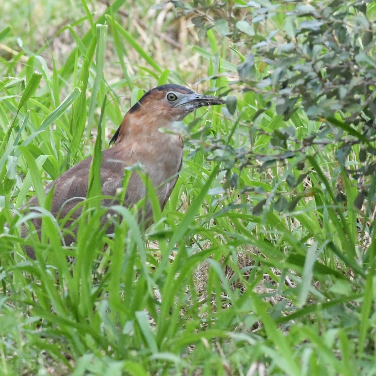 Malay Gece Balıkçılı - ML645638045