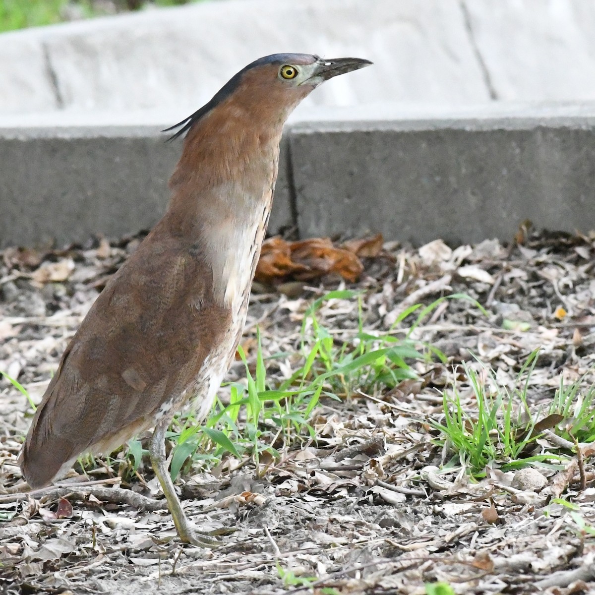 Malay Gece Balıkçılı - ML645638047