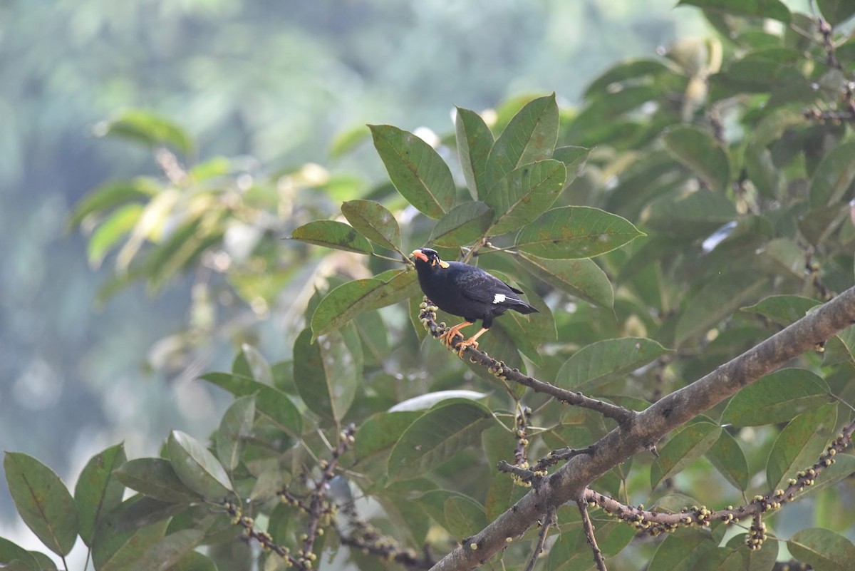 loskuták jižní - ML645638062