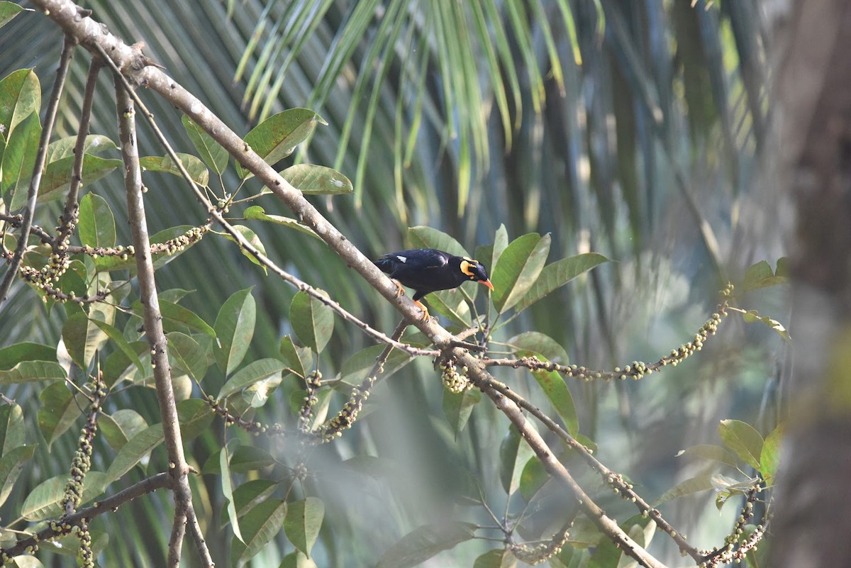 loskuták jižní - ML645638063