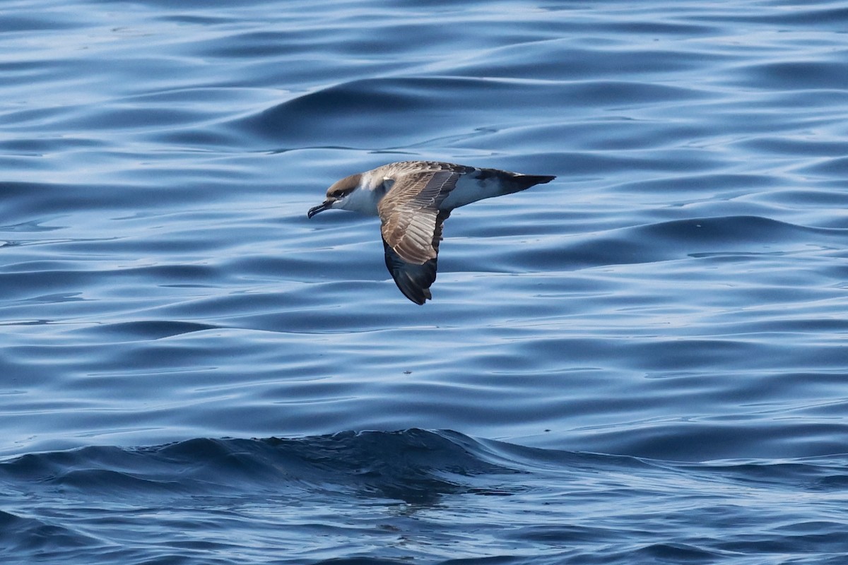 Gabai handia - ML645638067