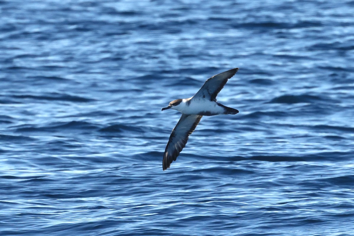 Gabai handia - ML645638068