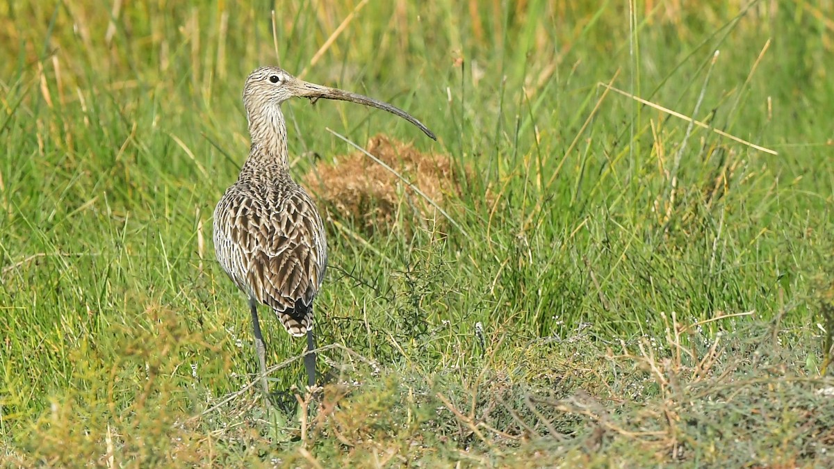 Eurasian Curlew - ML645638069