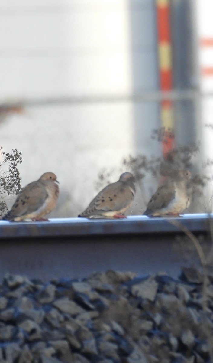 ナゲキバト - ML645638070