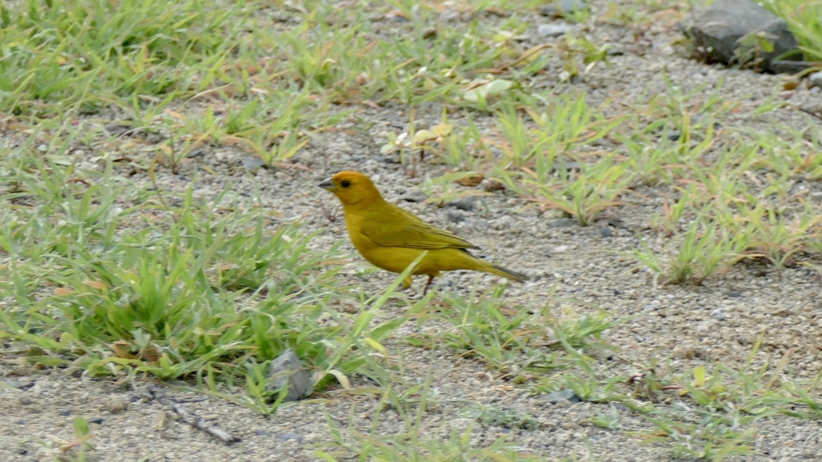 Saffron Finch - ML645638072