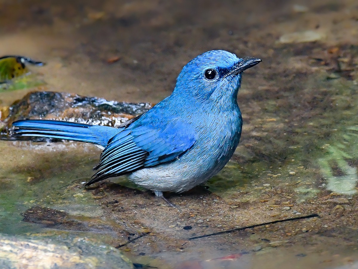 Pale Blue Flycatcher - ML645638073