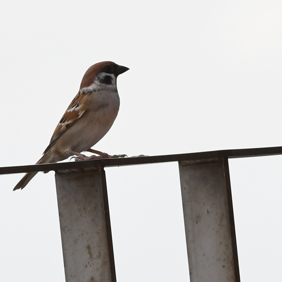 Ağaç Serçesi - ML645638074